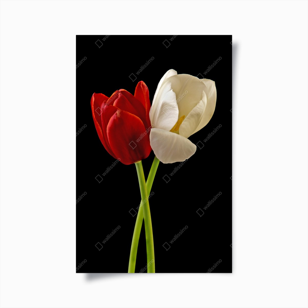 Poster rote und weiße tulpen auf schwarzem hintergrund – Wallnifity®