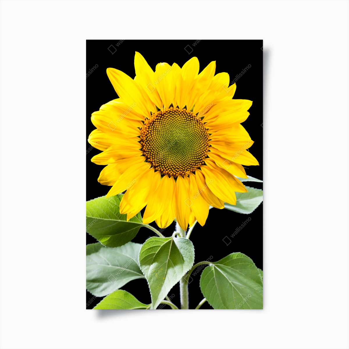 Poster leuchtende sonnenblume vor schwarzem hintergrund – Wallnifity®