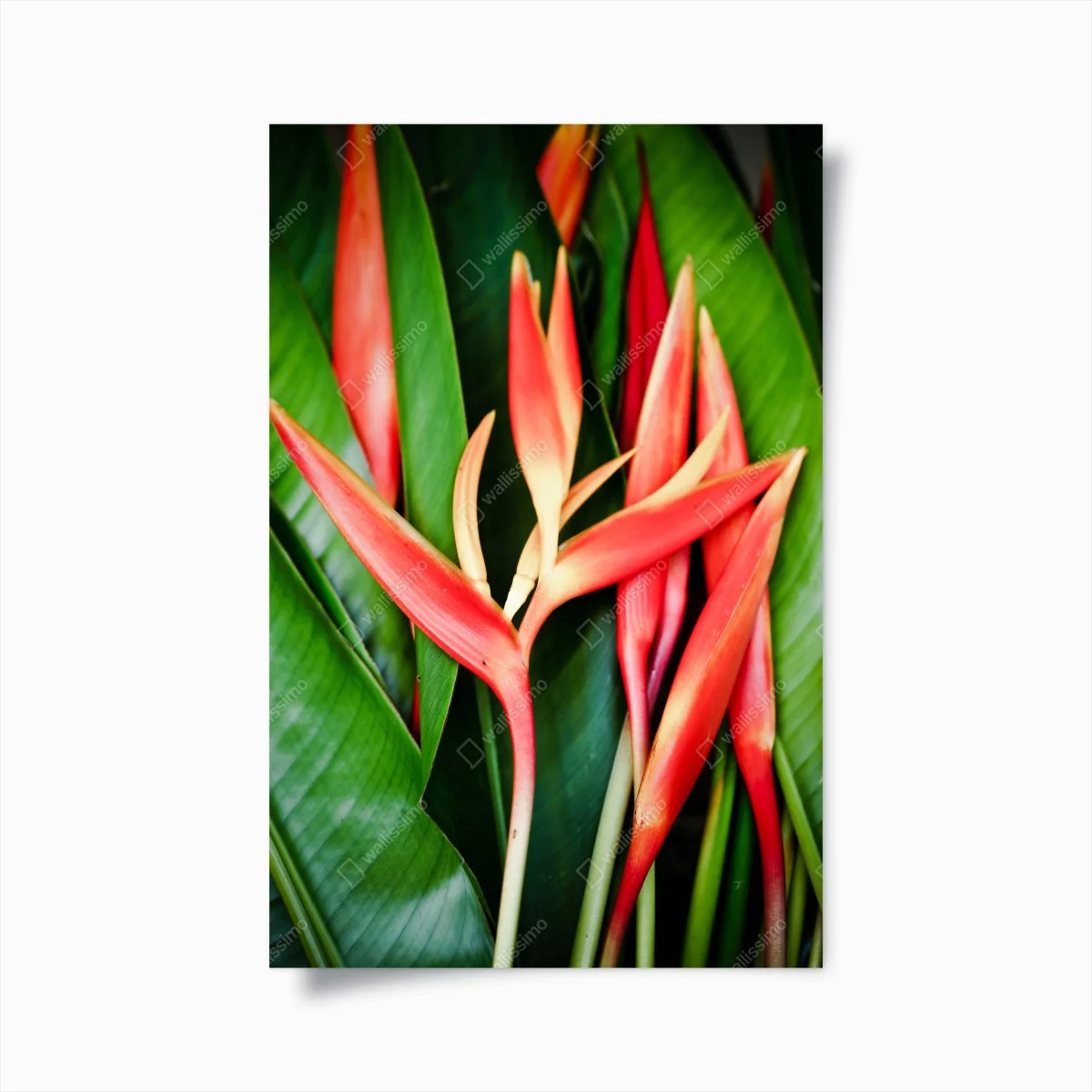 Poster leuchtende tropische heliconia-blüten – Wallnifity® Poster leuchtende tropische heliconia-blüten – Wallnifity®