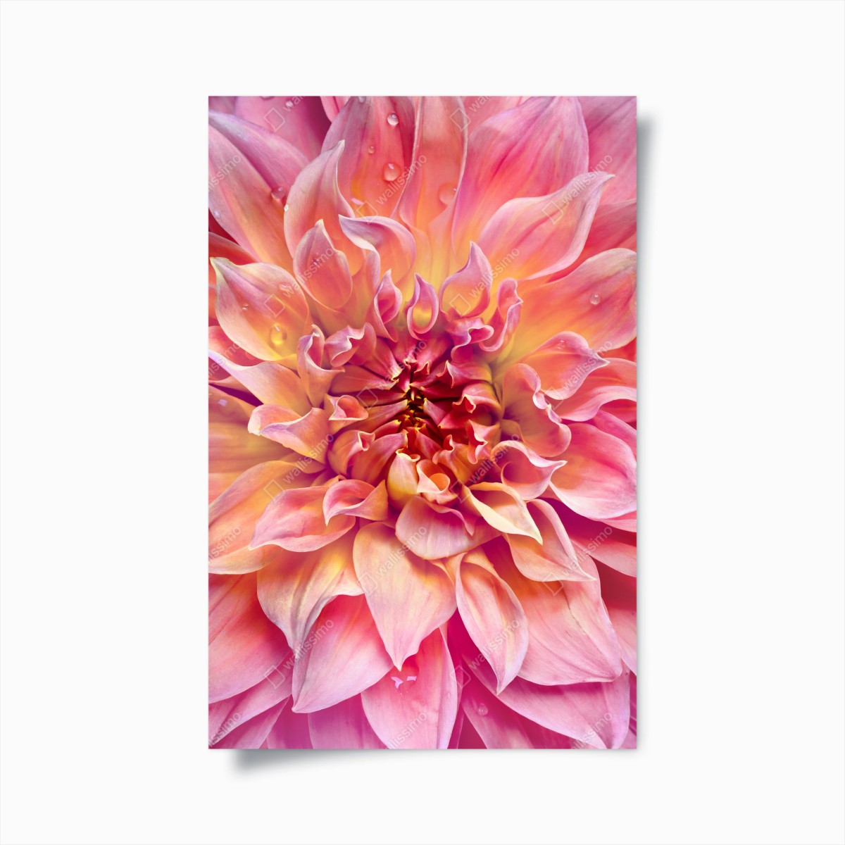 Poster rosa dahlie nahaufnahme – Wallnifity®