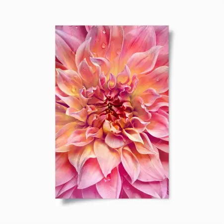Poster rosa dahlie nahaufnahme – Wallnifity®