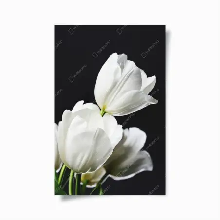 Poster weißer tulpenstrauß vor dunklem hintergrund – Wallnifity®