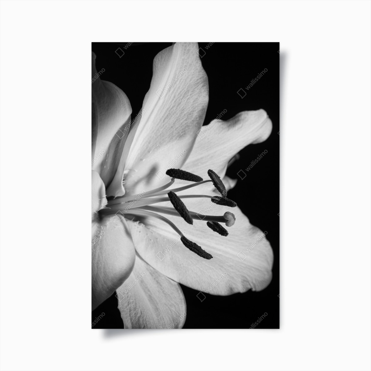 Poster monochrome lilie nahaufnahme – Wallnifity®