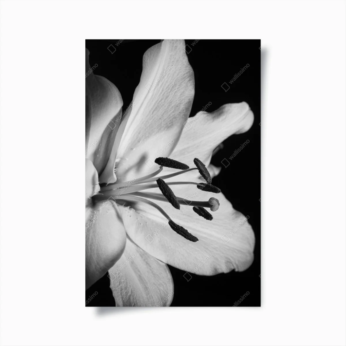 Poster monochrome lilie nahaufnahme – Wallnifity® Poster monochrome lilie nahaufnahme – Wallnifity®