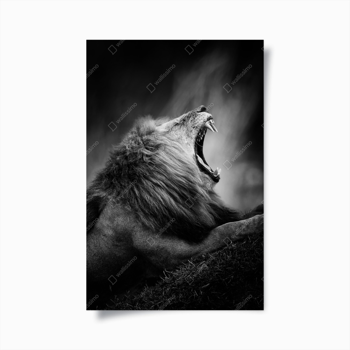 Poster majestätischer brüllender löwe in monochrom – Wallnifity®