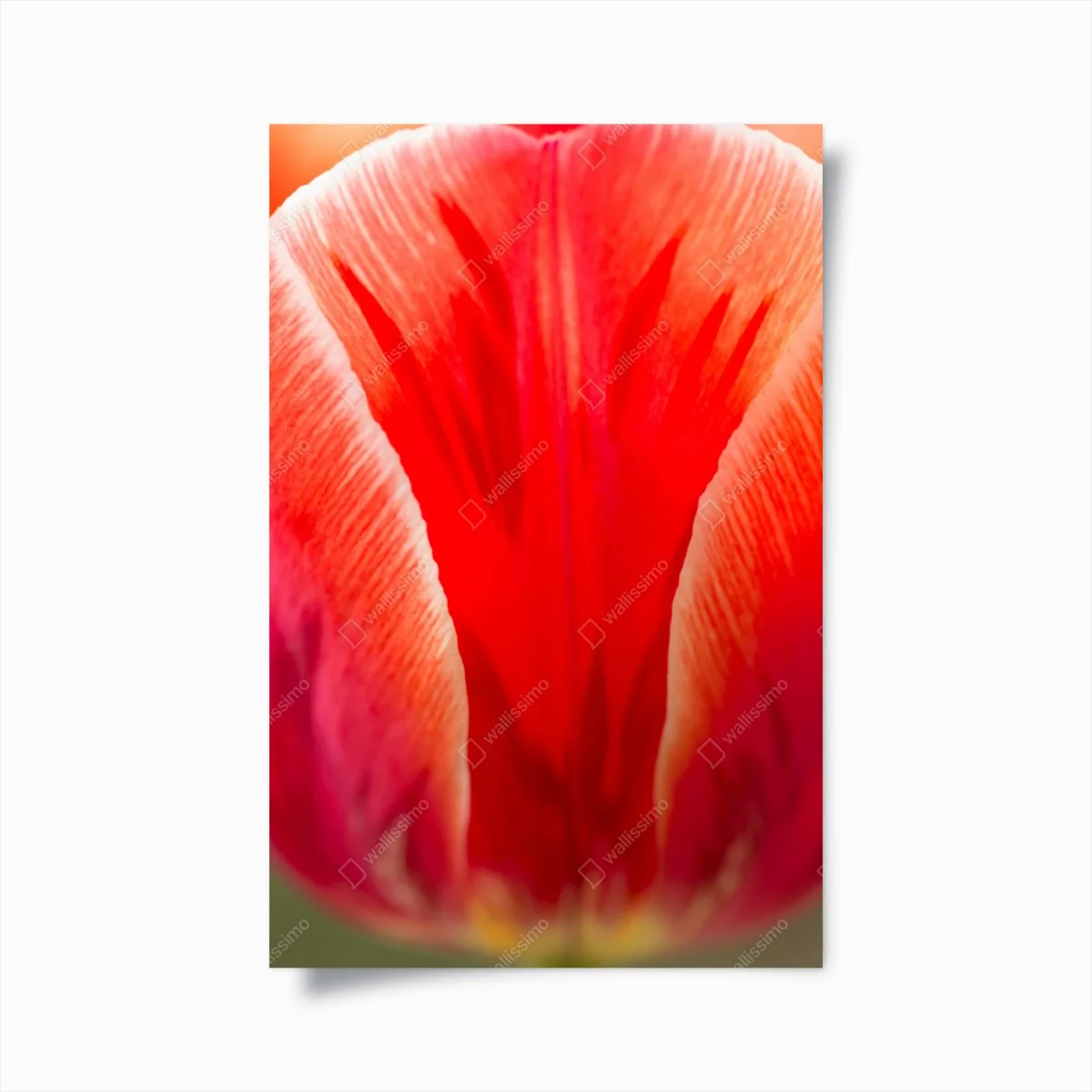 Poster leuchtende rote tulpen nahaufnahme – Wallnifity® Poster leuchtende rote tulpen nahaufnahme – Wallnifity®