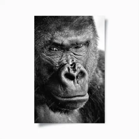 Poster intensives gorilla-porträt in schwarzweiß – Wallnifity®