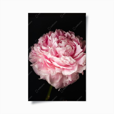 Poster zarte rosa pfingstrose nahaufnahme – Wallnifity®