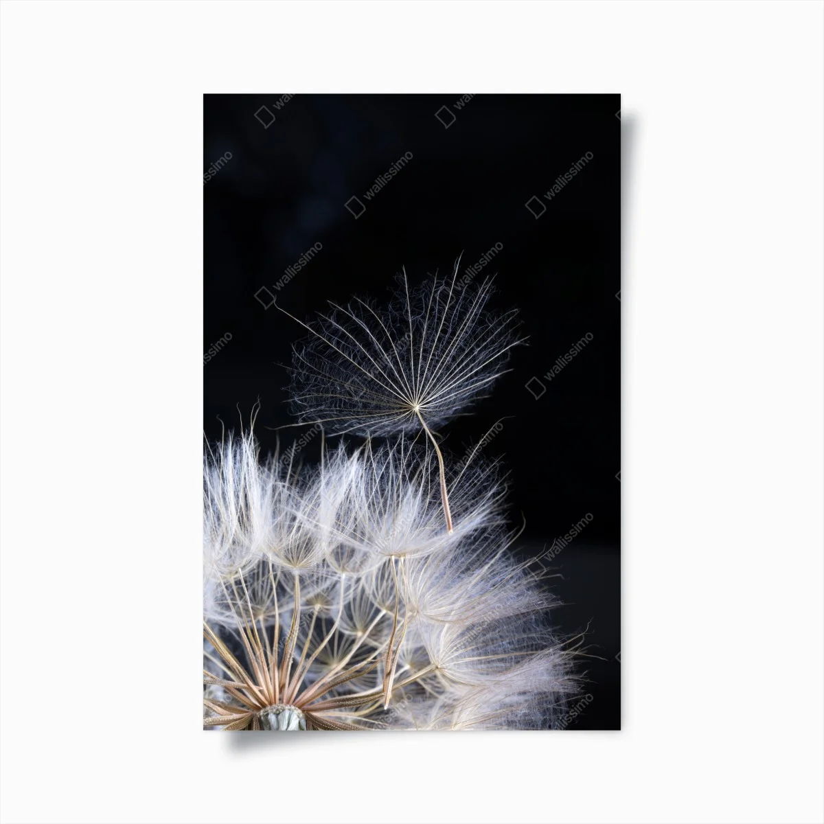 Poster zarter löwenzahnsamen auf schwarzem hintergrund – Wallnifity® Poster zarter löwenzahnsamen auf schwarzem hintergrund – Wallnifity®