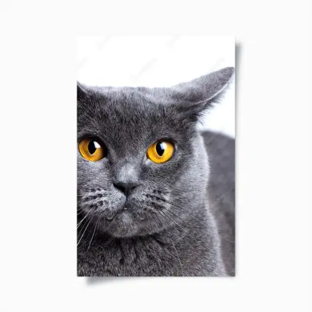 Poster ausdrucksstarkes porträt einer grauen katze mit goldenen augen – Wallnifity®