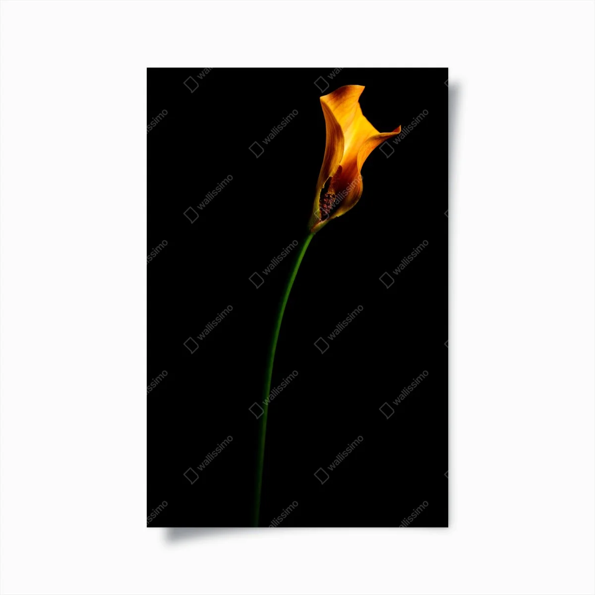 Poster goldene calla auf schwarzem hintergrund – Wallnifity® Poster goldene calla auf schwarzem hintergrund – Wallnifity®