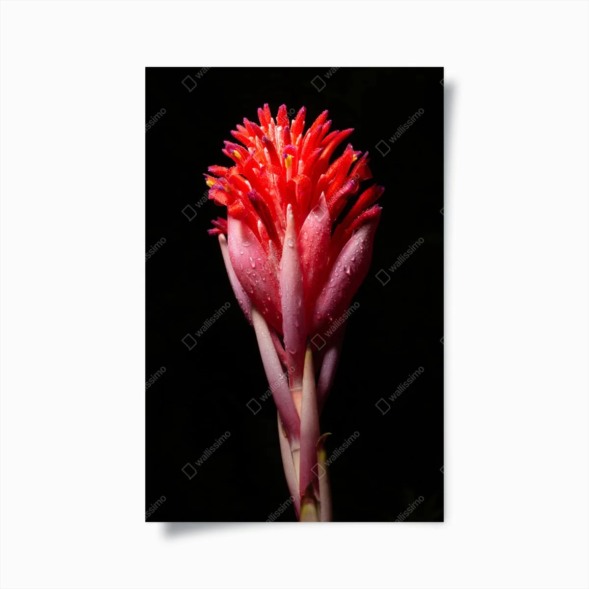 Poster leuchtende rosa blüte vor schwarzem hintergrund – Wallnifity® Poster leuchtende rosa blüte vor schwarzem hintergrund – Wallnifity®