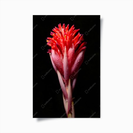 Poster leuchtende rosa blüte vor schwarzem hintergrund – Wallnifity®
