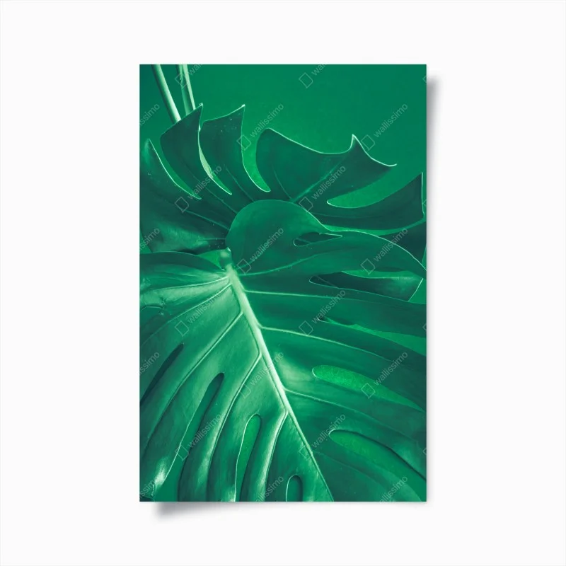 Poster prächtiges monstera-blatt nahaufnahme – Wallnifity®