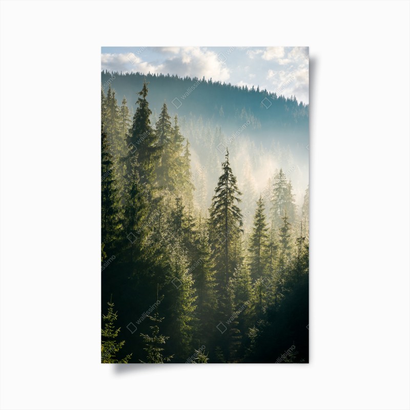 Wälder – Wallnifity®
