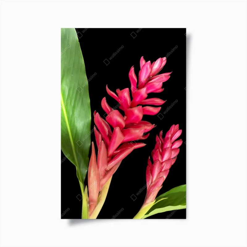 Poster leuchtende zier-ingwer-blüte auf schwarzem hintergrund