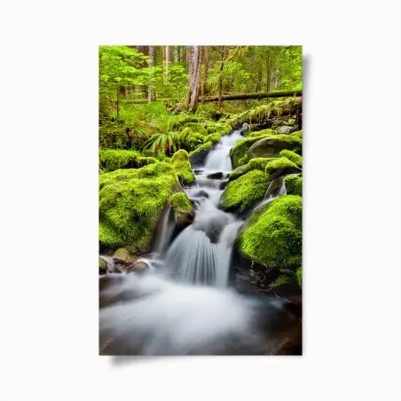 Poster moosbedeckter bach bei Sol Duc Falls – Wallnifity®