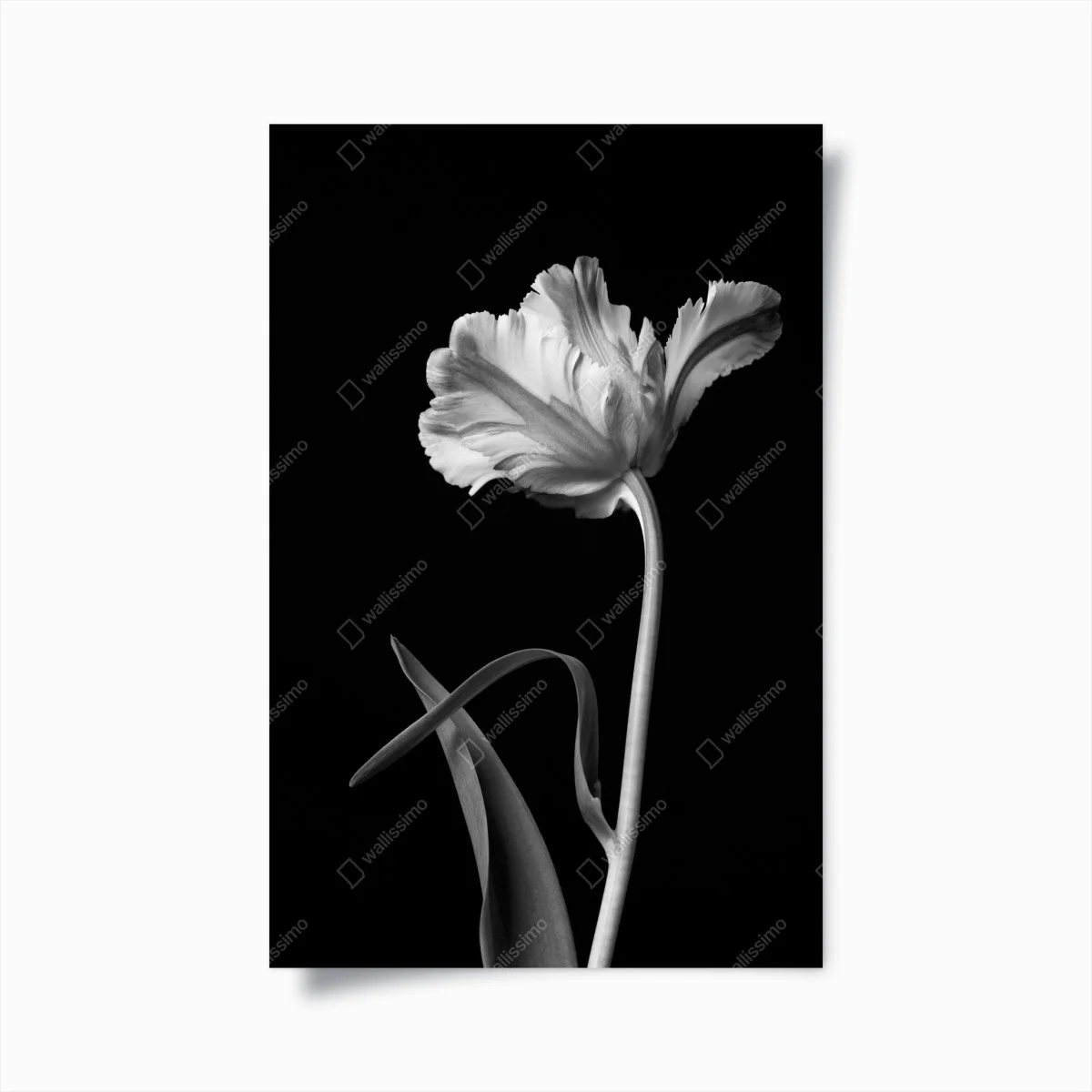 Poster elegante monochrome tulpe – Wallnifity® Poster elegante monochrome tulpe – Wallnifity®