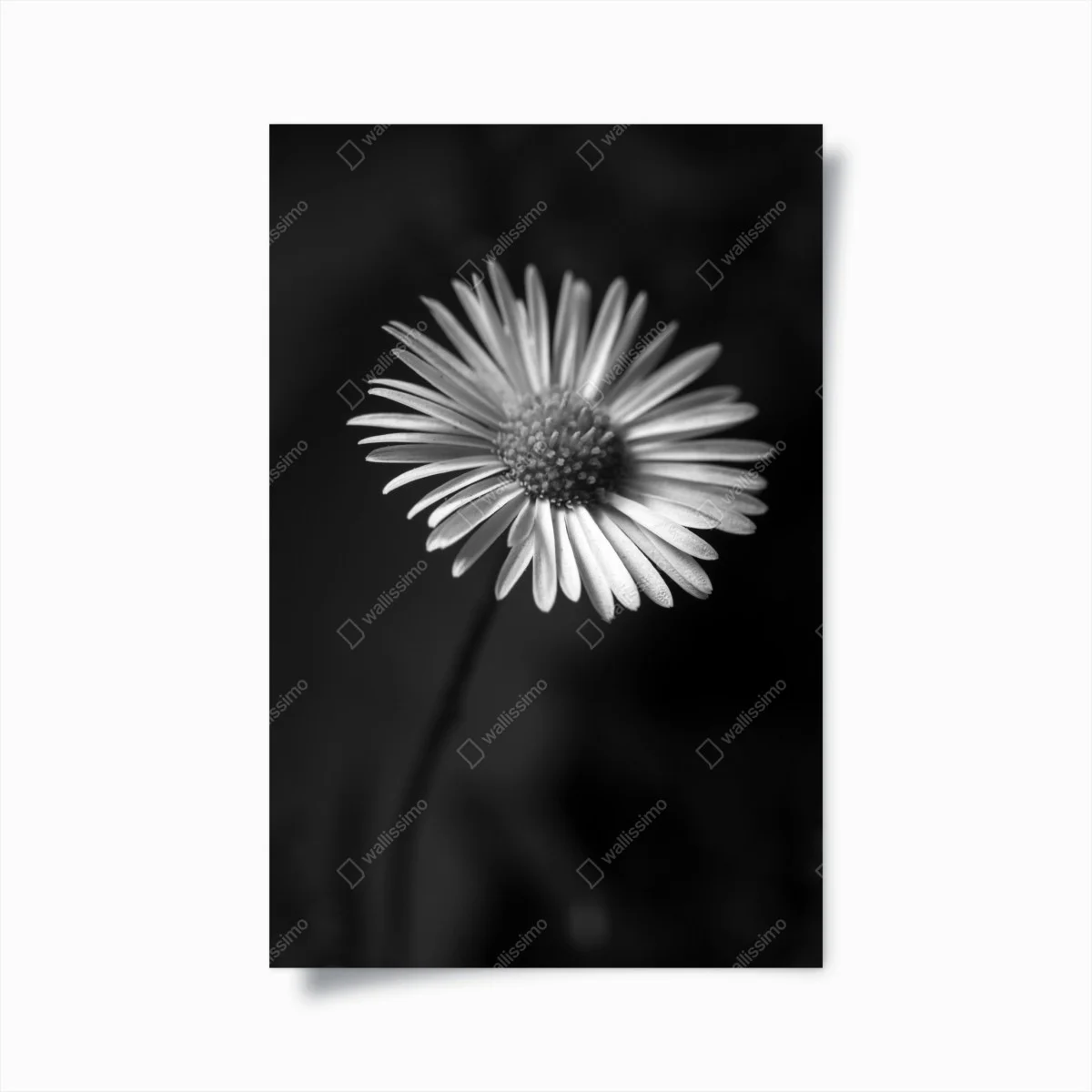 Poster monochromes gänseblümchen nahaufnahme – Wallnifity® Poster monochromes gänseblümchen nahaufnahme – Wallnifity®
