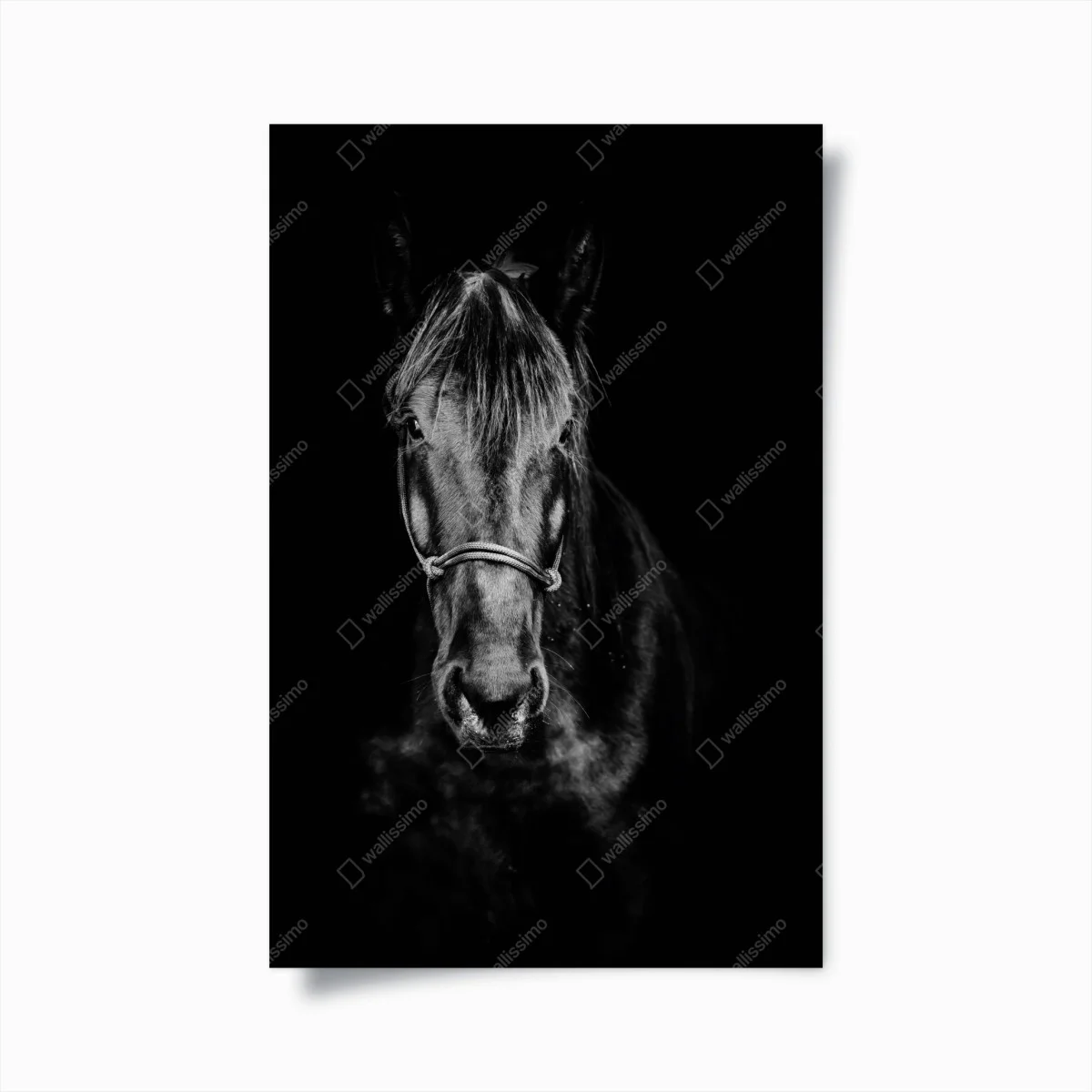 Poster dramatisches pferdeporträt in monochrom – Wallnifity® Poster dramatisches pferdeporträt in monochrom – Wallnifity®