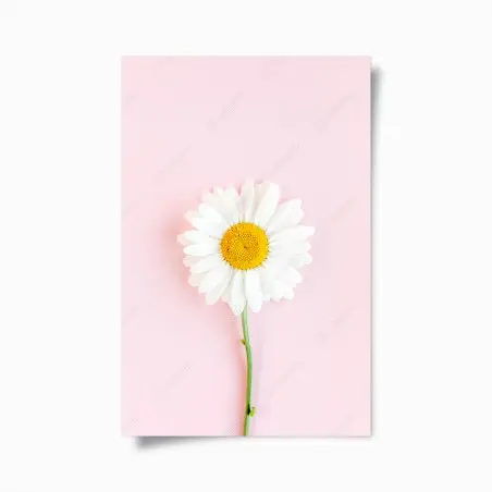 Poster weißes gänseblümchen auf pastellrosa hintergrund – Wallnifity®
