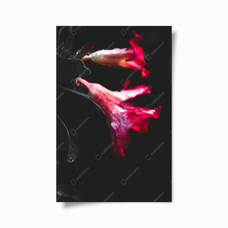 Poster rosa trompetenblume mit tau