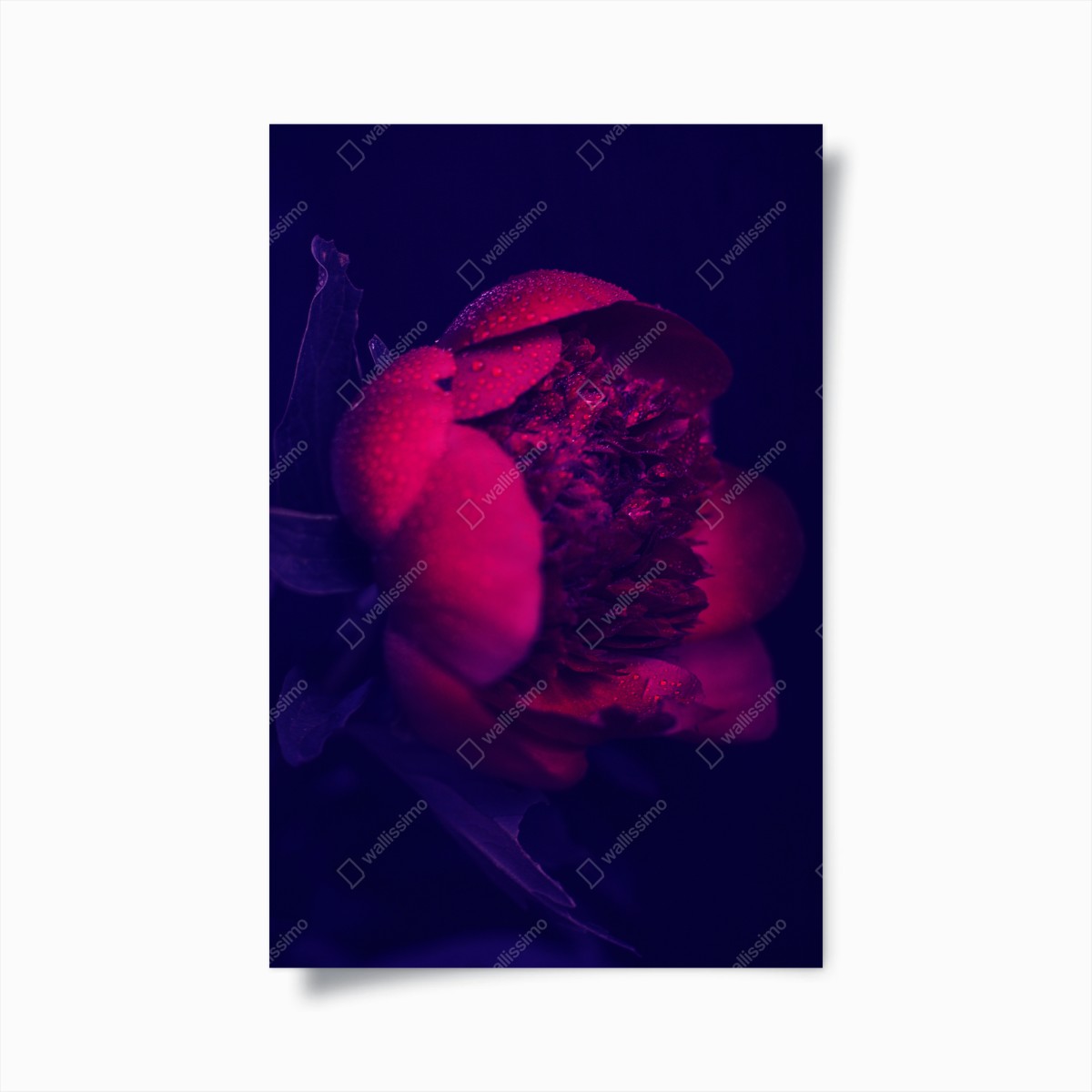 Poster stimmungsvolle rosa pfingstrose nahaufnahme – Wallnifity®