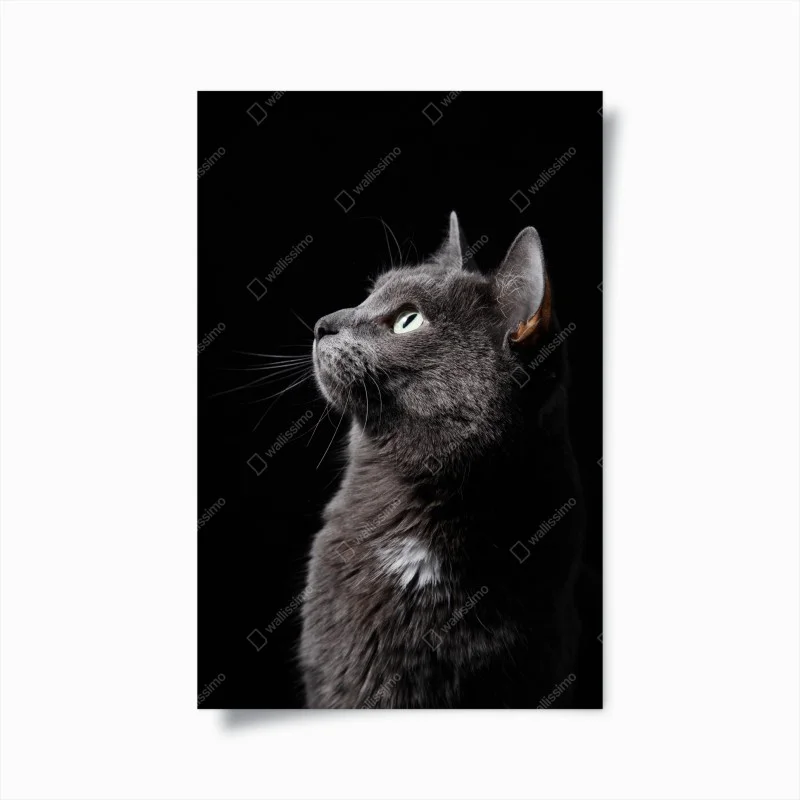 Tiere – Wallnifity®