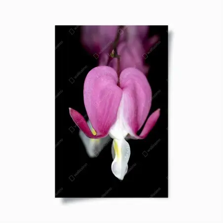 Poster zartes rosa herzblüte nahaufnahme – Wallnifity®