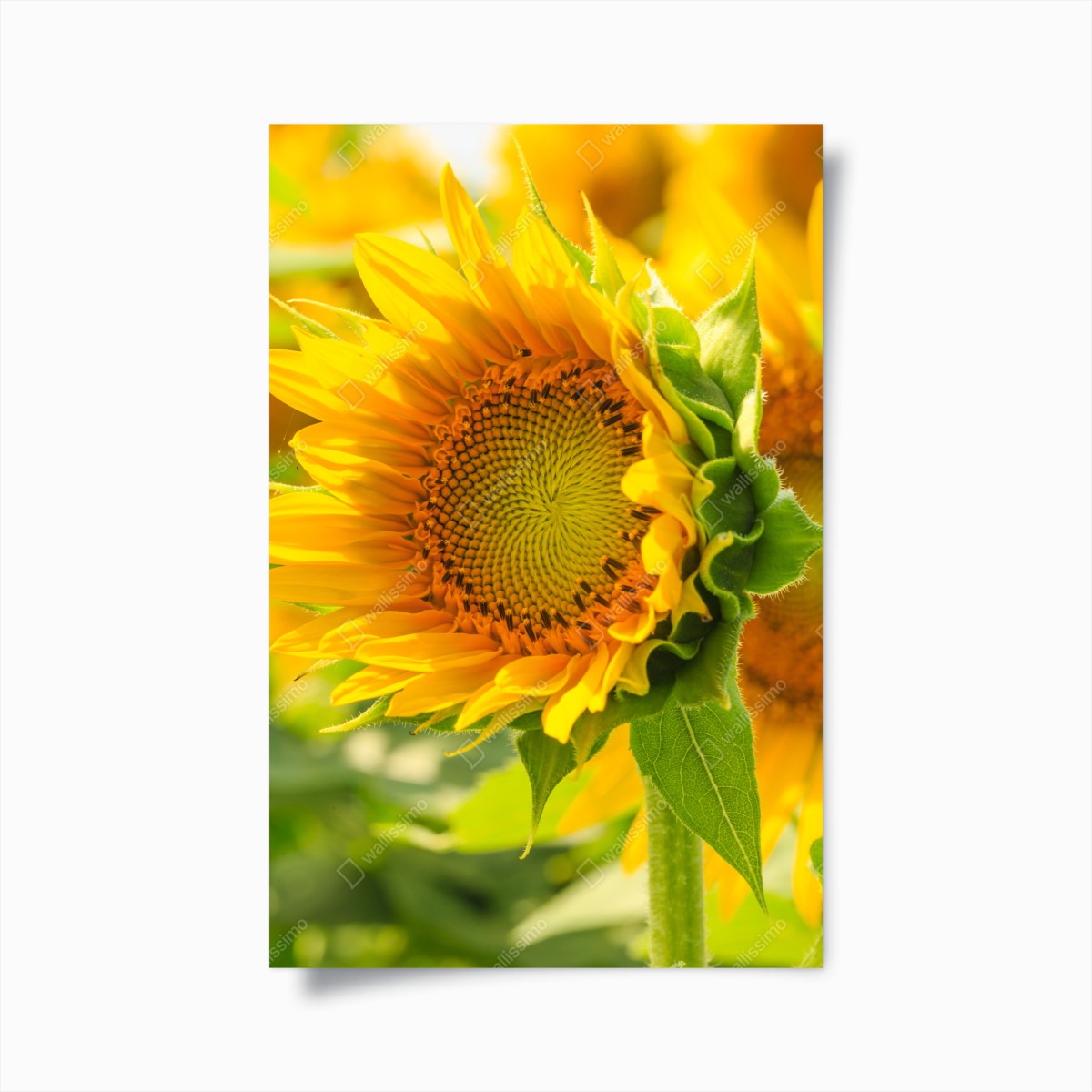 Poster sonnenblume nahaufnahme – Wallnifity®