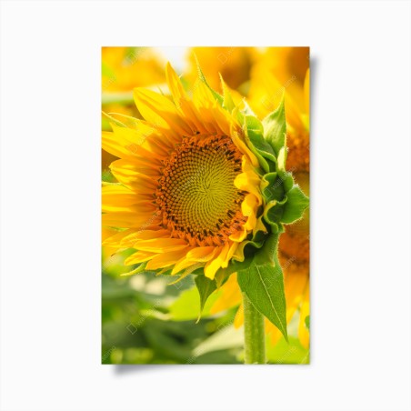 Poster sonnenblume nahaufnahme – Wallnifity®