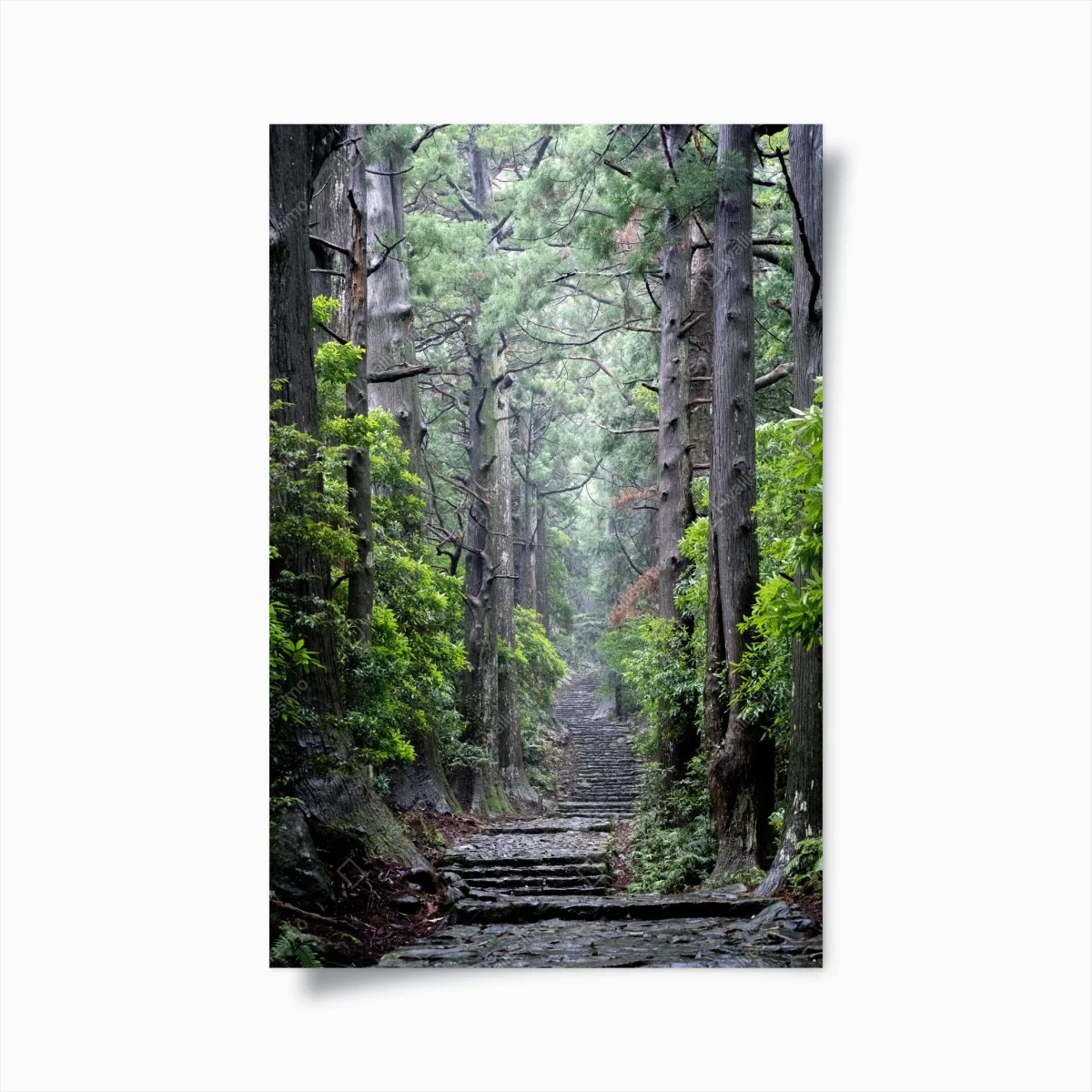 Poster mystischer waldweg zwischen alten bäumen – Wallnifity® Poster mystischer waldweg zwischen alten bäumen – Wallnifity®