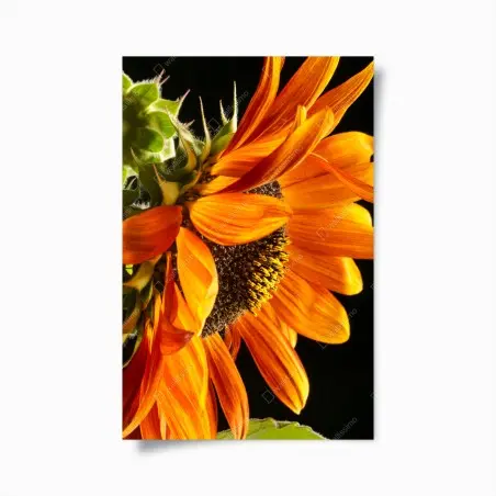 Poster leuchtende orange sonnenblume nahaufnahme – Wallnifity®
