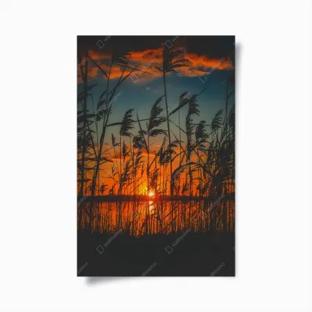 Poster sonnenuntergang am see mit schilf-silhouette – Wallnifity®
