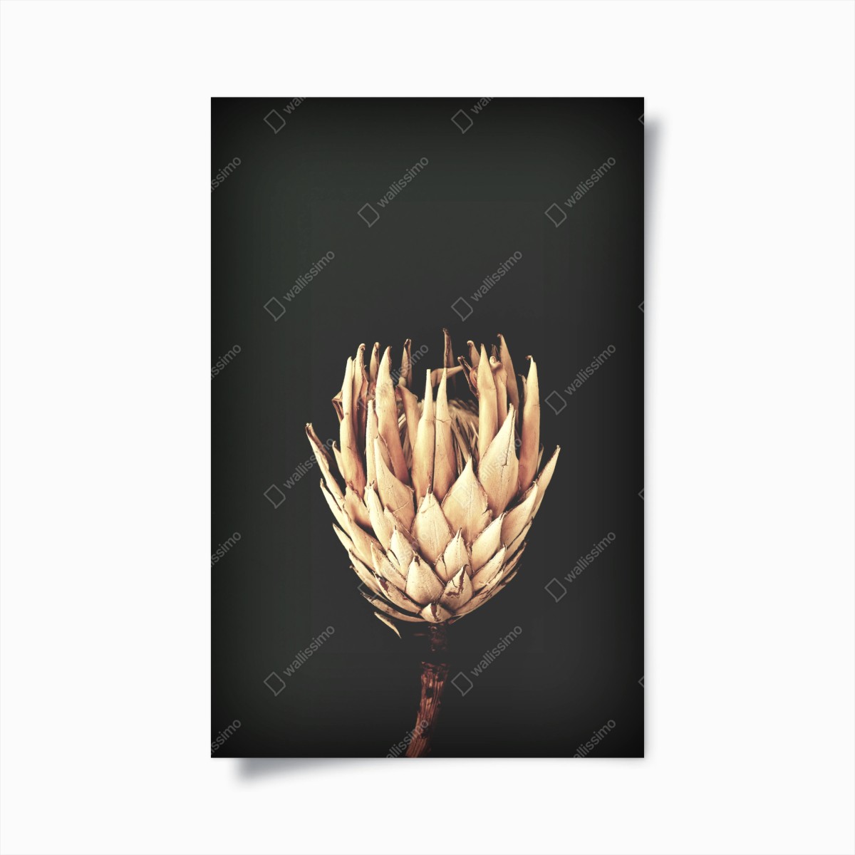 Poster getrocknete protea in sepia – Wallnifity®