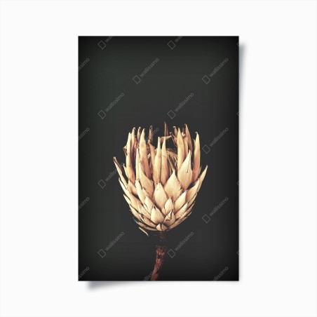 Poster getrocknete protea in sepia – Wallnifity®