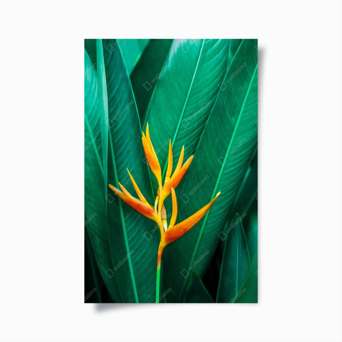 Poster leuchtende tropische paradiesvogelblume auf grünen blättern – Wallnifity®
