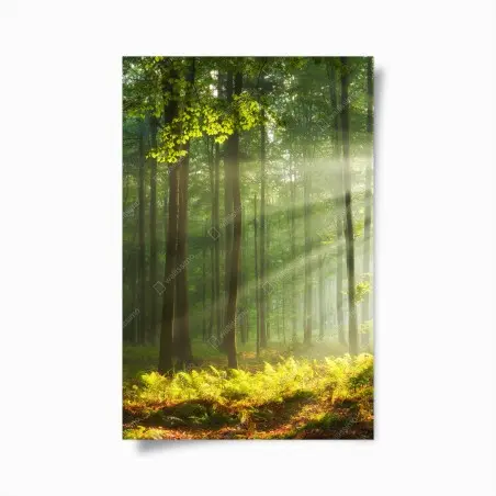Poster sonniger morgenwald – Wallnifity®