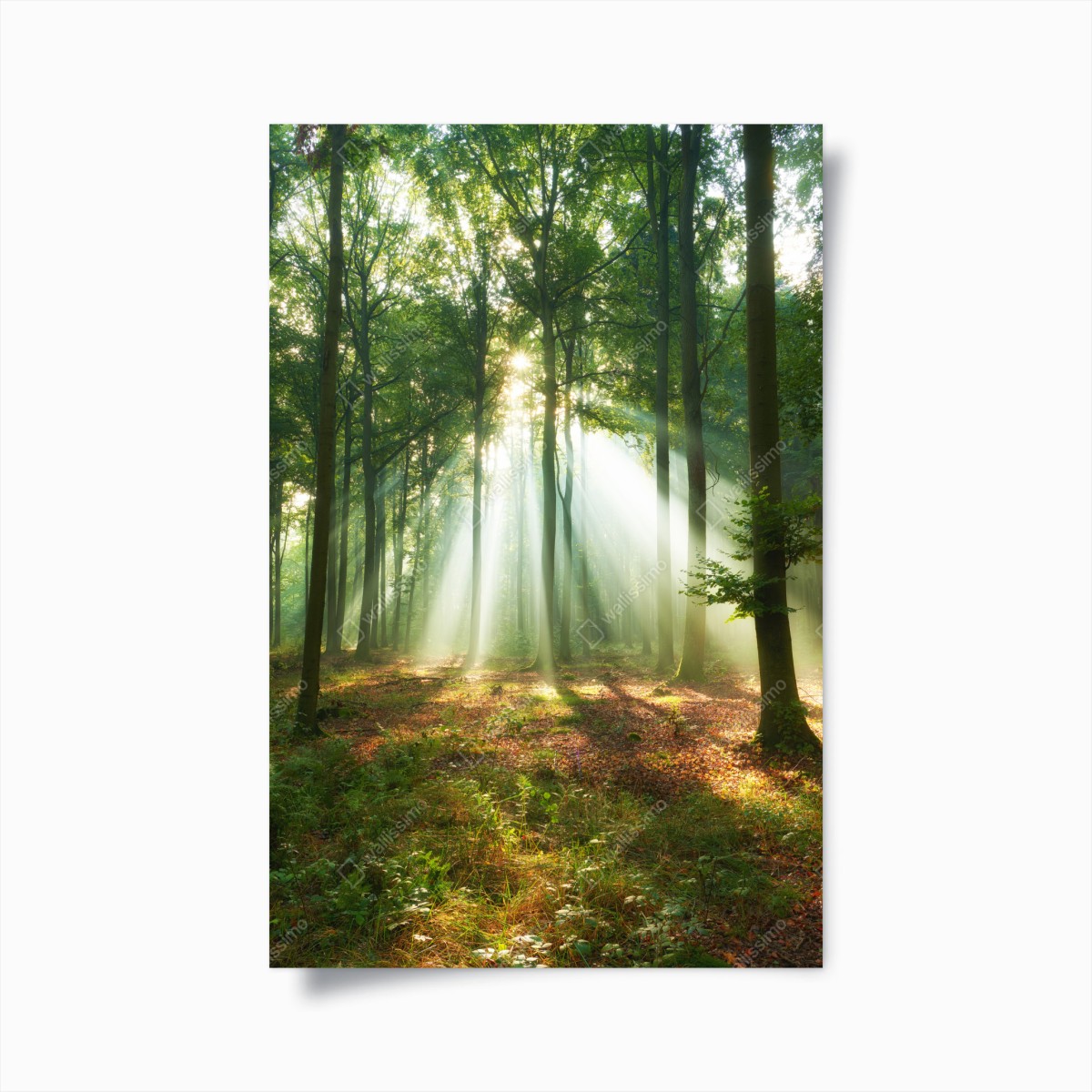 Poster morgendliches licht im wald – Wallnifity®