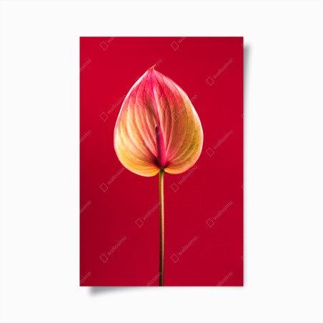 Poster elegantes anthurium vor rotem hintergrund – Wallnifity®