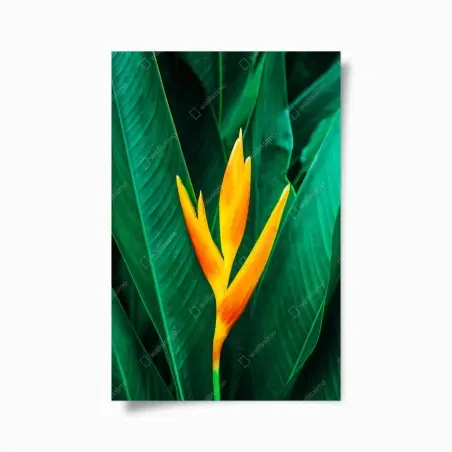 Poster leuchtende tropische heliconia vor satten grünen blättern – Wallnifity®