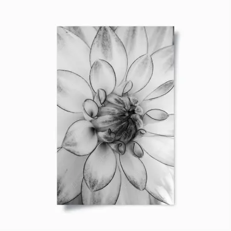 Poster monochrome nahaufnahme einer dahlie – Wallnifity®