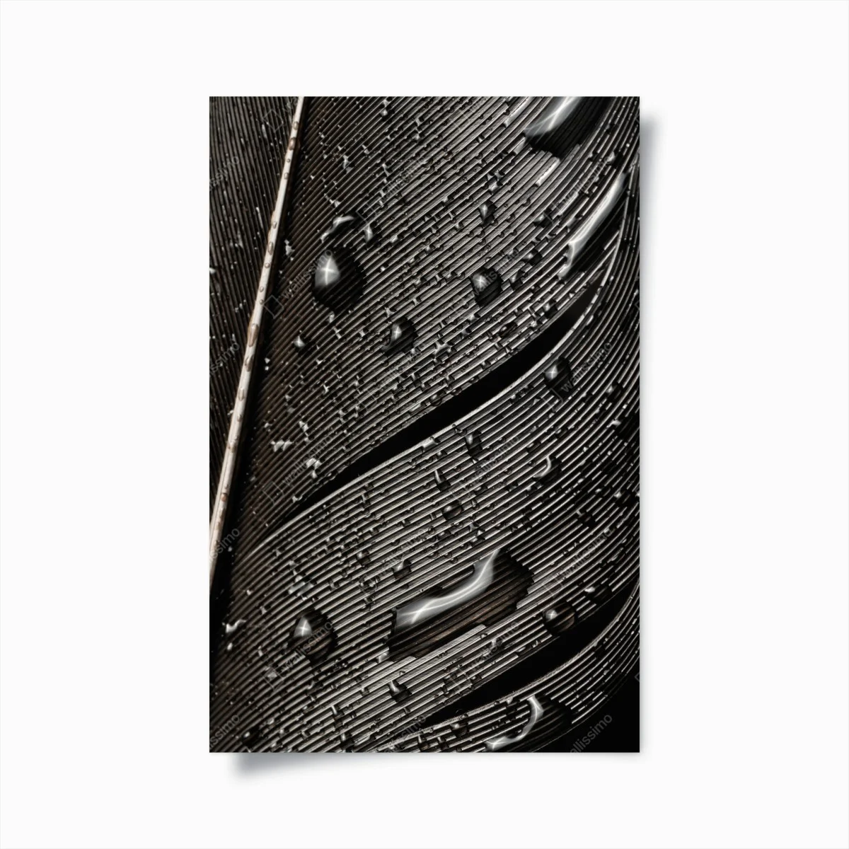 Poster monochrome feder mit wassertropfen – Wallnifity® Poster monochrome feder mit wassertropfen – Wallnifity®