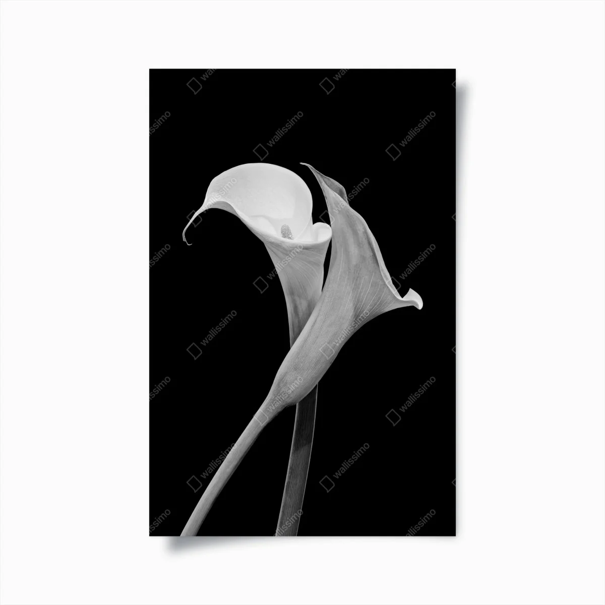 Poster elegante callas in monochrom – Wallnifity® Poster elegante callas in monochrom – Wallnifity®