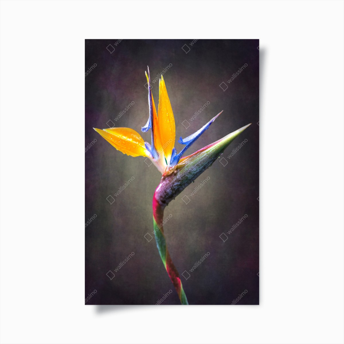 Poster strelitzie in leuchtenden farben – Wallnifity®
