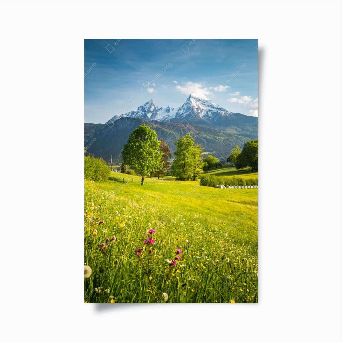 Poster alpine frühlingswiese unter schneebedeckten gipfeln – Wallnifity® Poster alpine frühlingswiese unter schneebedeckten gipfeln – Wallnifity®