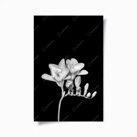 Poster zarte freesie in monochrom – Wallnifity®