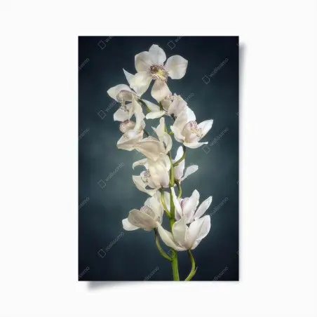 Poster zarte weiße orchideen vor gedämpftem hintergrund – Wallnifity®