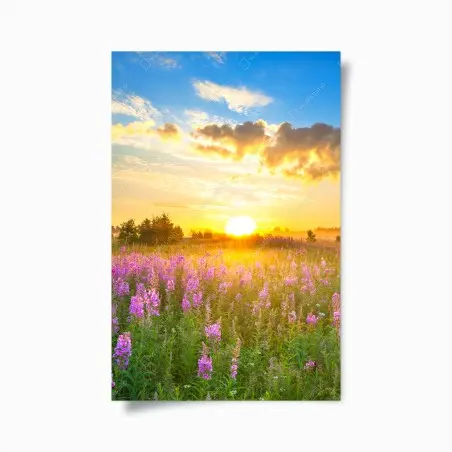 Poster sonnenaufgang über violetter wildblumenwiese – Wallnifity®