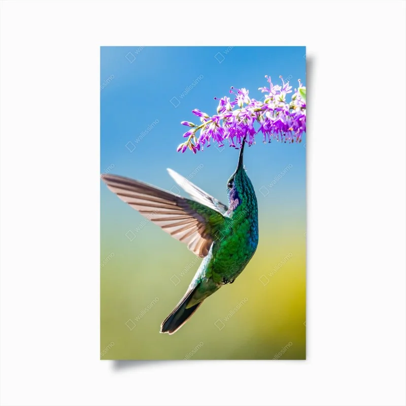 Tiere – Wallnifity®
